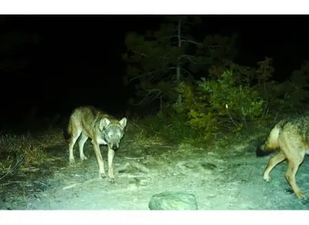 Lupi alle porte: Carpi chiede risposte concrete