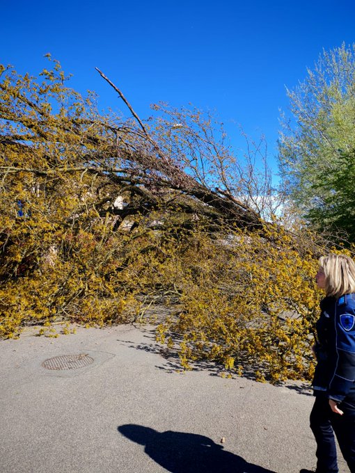 Albero caduto in Via Croce, strada chiusa a Carpi