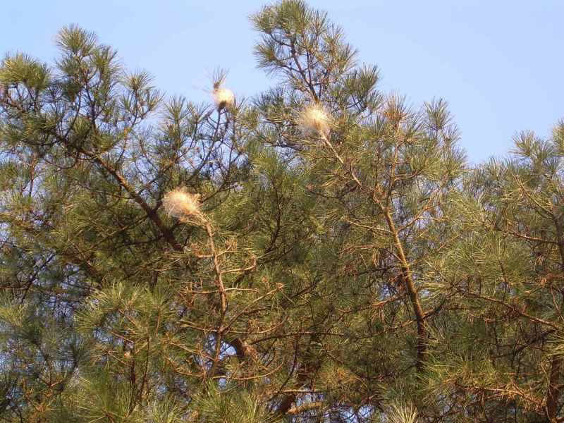 Allarme processionaria in Terre d'Argine: è il momento di rimuovere i nidi
