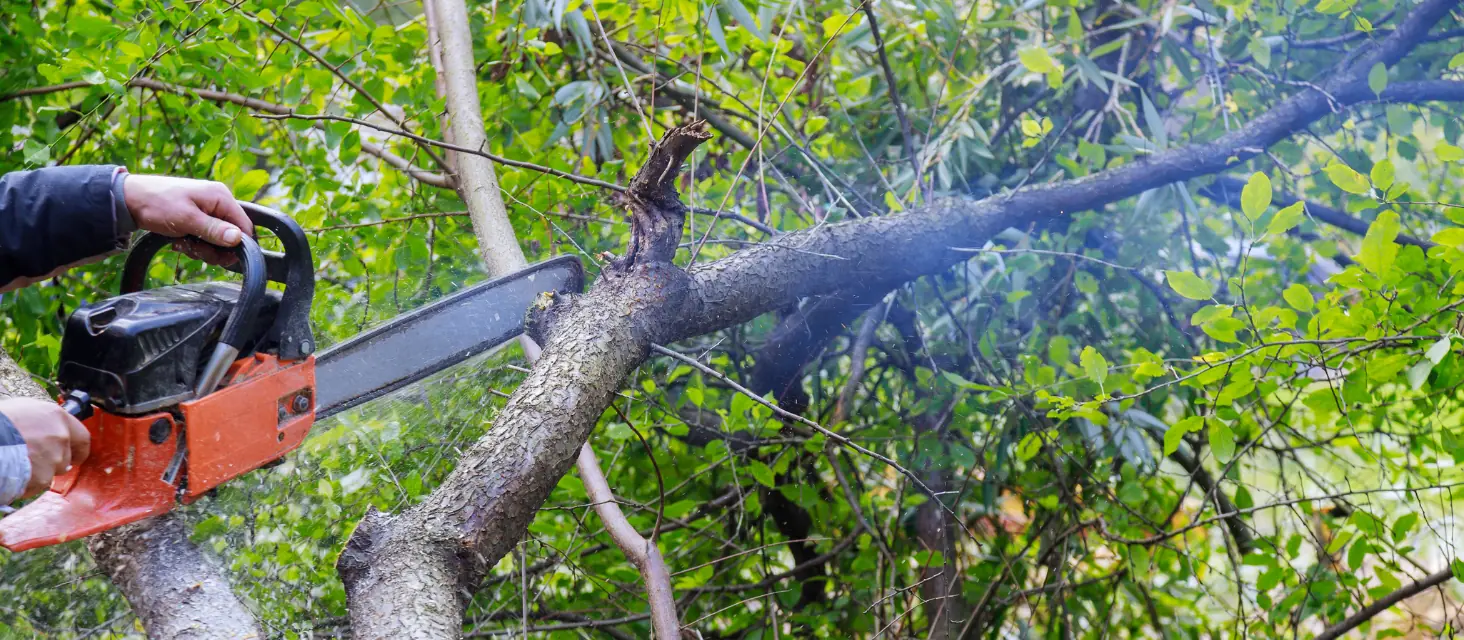 Alberi secchi e malati, nuovo giro di abbattimenti in città: nove piante rimosse tra tangenziale e parchi