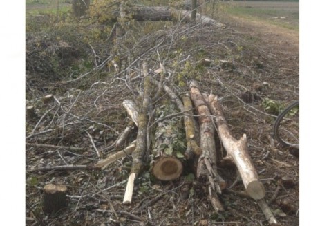 Quando un albero cade, non fa rumore. Ma se sta per cadere in testa a qualcuno, è un'altra storia