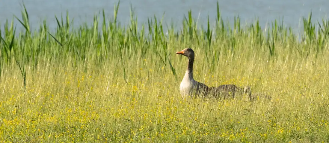 La Francesa apre le porte: domenica di natura nell'oasi