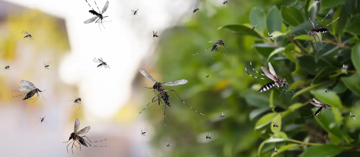 Al via la battaglia contro le zanzare a Novi