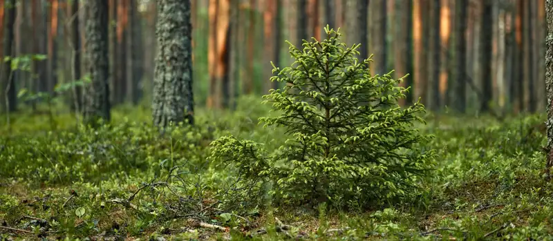 Ex campo nomadi verso nuova vita verde: arriva il bosco urbano