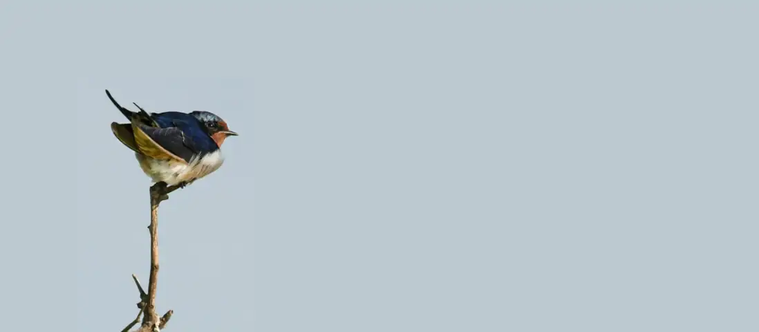 Antigone rivede la luce a Carpi