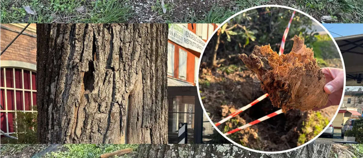 Carpi, al via l'abbattimento degli alberi malati
