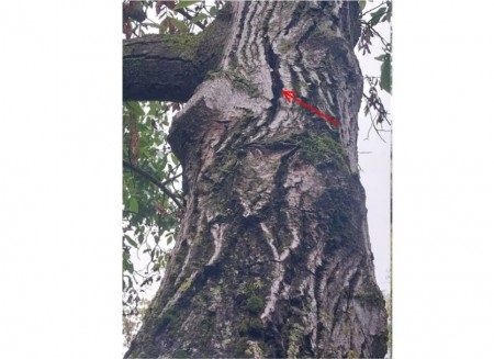 Due alberi a rischio davanti alla scuola: via alle motoseghe per la sicurezza dei bambini