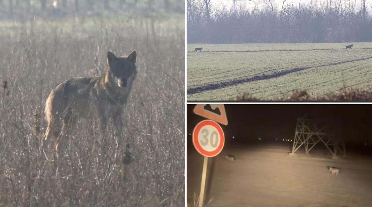 Lupi tra casa e campo: quando la natura bussa alla porta