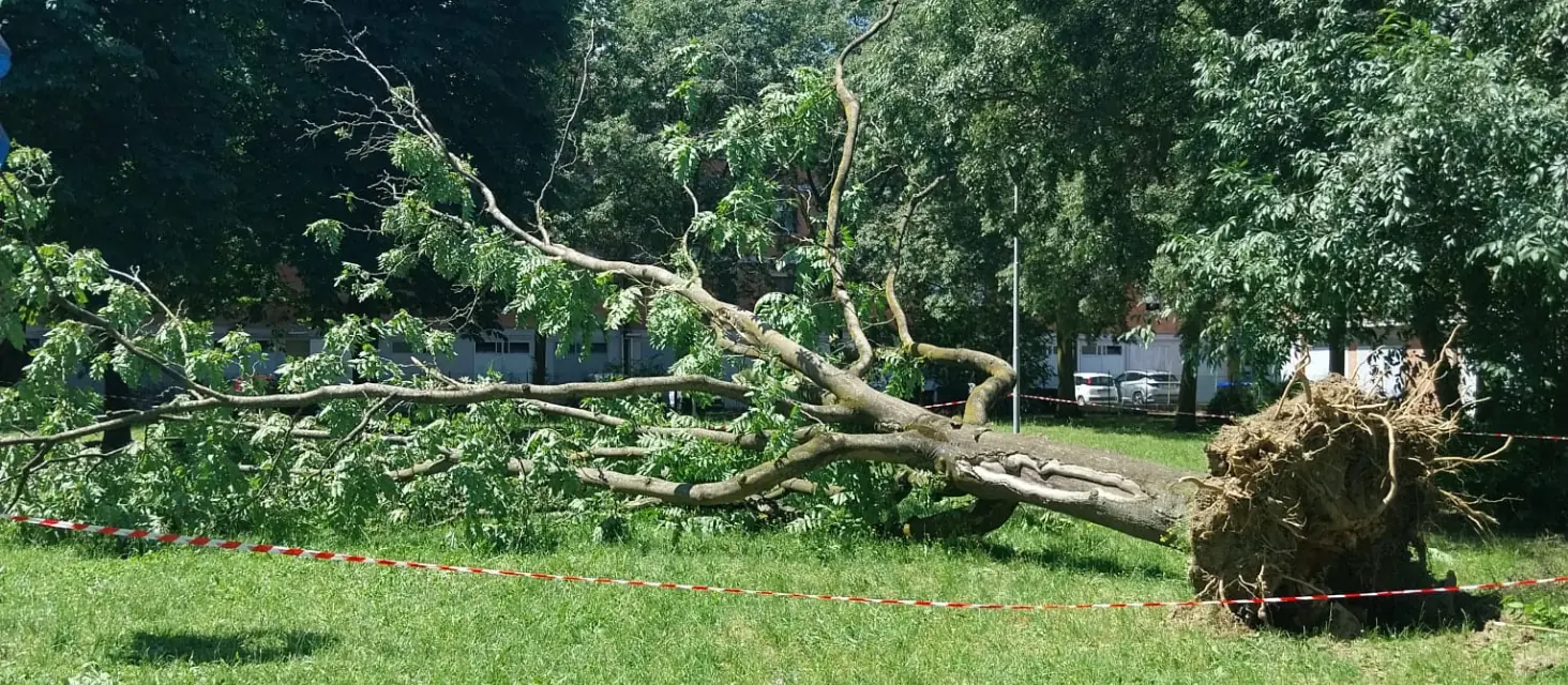 Dopo il nubifragio del 2 giugno, Carpi corre ai ripari: parchi, strade e alberi a rischio sotto la lente del Comune