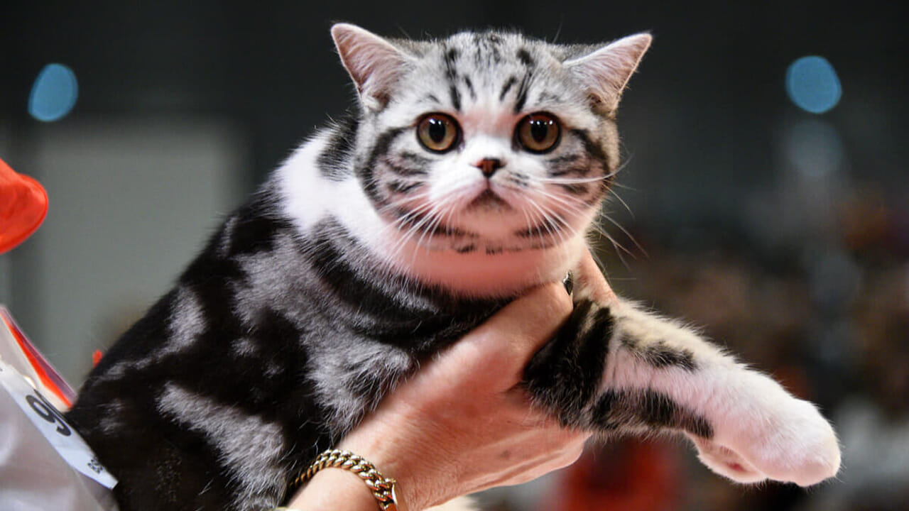 Miao che spettacolo! Fiorano si trasforma in un regno felino per due giorni all'insegna di code che scodinzolano e fusa che risuoneranno al Cineporto