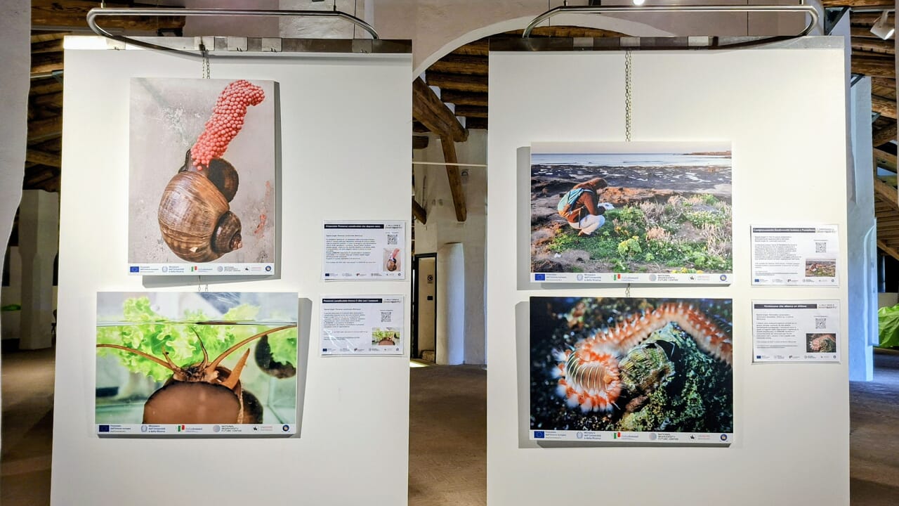 La natura fa spettacolo: mostra fotografica universitaria a Mirandola
