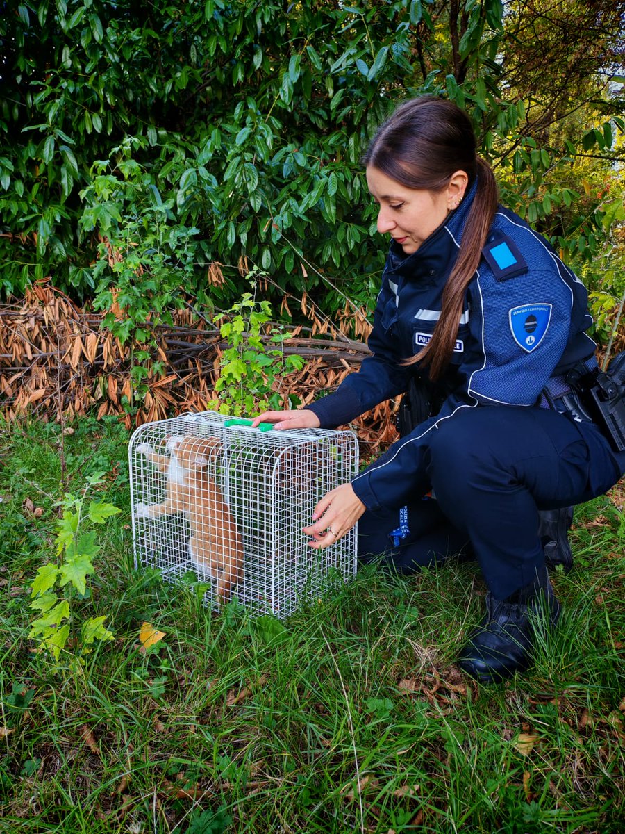 Piccolo gattino salvato dalla centralina telefonica: l'intervento congiunto di Polizia Municipale e Vigili del Fuoco