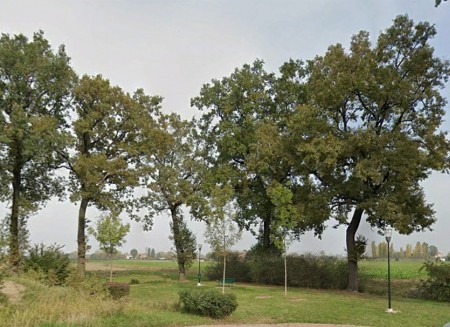 Via Due Ponti perde un gigante verde