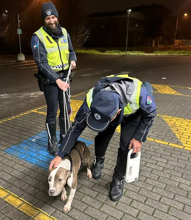 Cucciolo di pitbull salvato nella notte a Cibeno, ora è al canile comunale