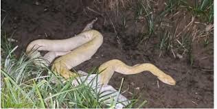 Il mistero del gigante del Sud-Est asiatico nelle nostre campagne