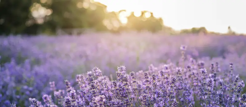 Alla scoperta delle erbe di Santacroce con l'esperto