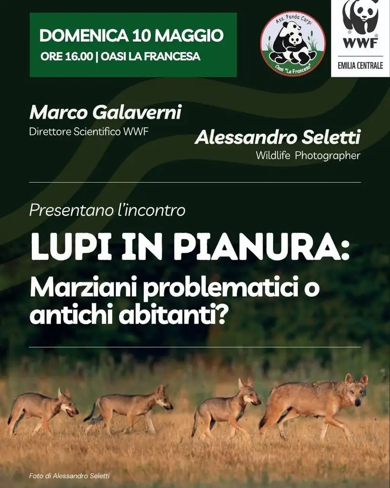 Conferenza sul lupo in pianura: appuntamento imperdibile all'Oasi la Francesa