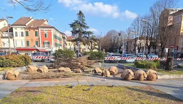 Carpi riconquista il verde di piazzale Ramazzini: 14 nuovi alberi in arrivo