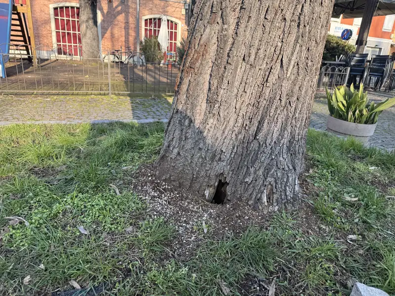 Emergenza verde in piazzale Ramazzini: abbattimento urgente di dieci alberi pericolosi