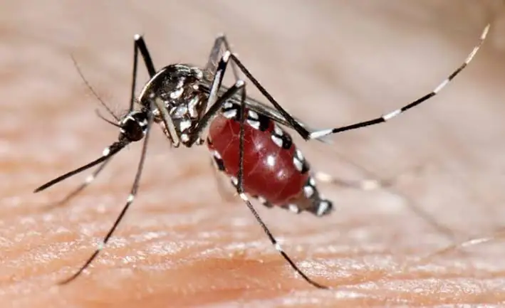 Falso allarme a Cibeno: gli esami escludono l'arbovirosi, stop alle disinfestazioni
