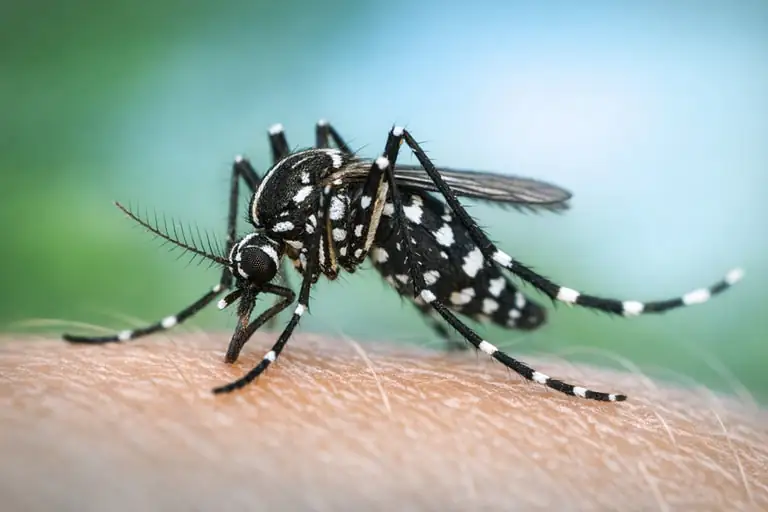 Zanzare sotto tiro a Cibeno: scatta la disinfestazione dopo un caso sospetto di arbovirosi