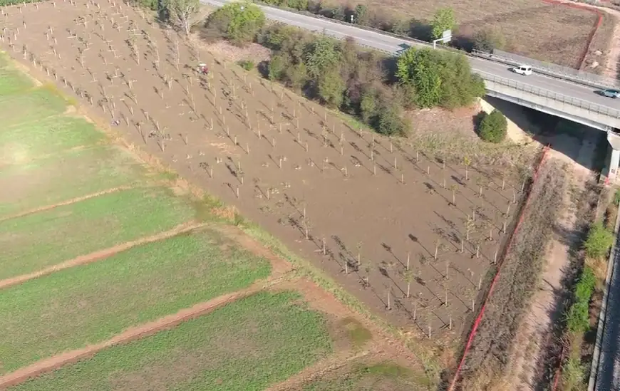 Carpi mette radici: 370 alberi nuovi e un bosco urbano di 12mila metri quadrati