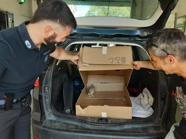 Costantino il gheppio trova rifugio alla Polizia Locale di Terre d'Argine in attesa dei soccorsi