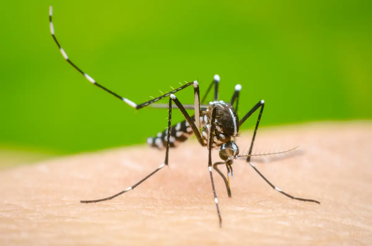 Primo caso di Dengue nel Modenese: a Castelvetro scatta la disinfestazione straordinaria