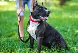 Il tuo cane è davvero un buon cittadino? L'AUSL di Modena lancia il corso con patentino: iscrizioni aperte fino al 7 maggio