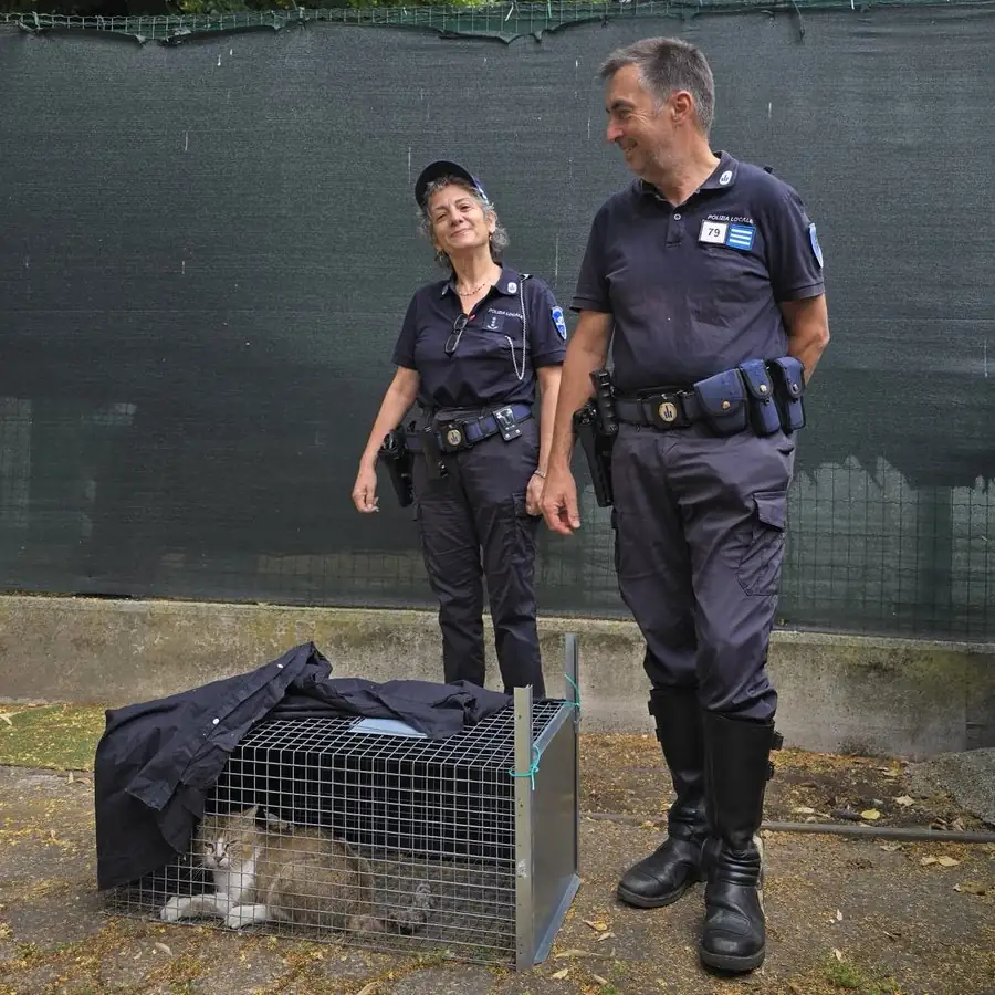 Gattino incastrato nel motore di un furgone a Novi di Modena: salvato grazie al microchip