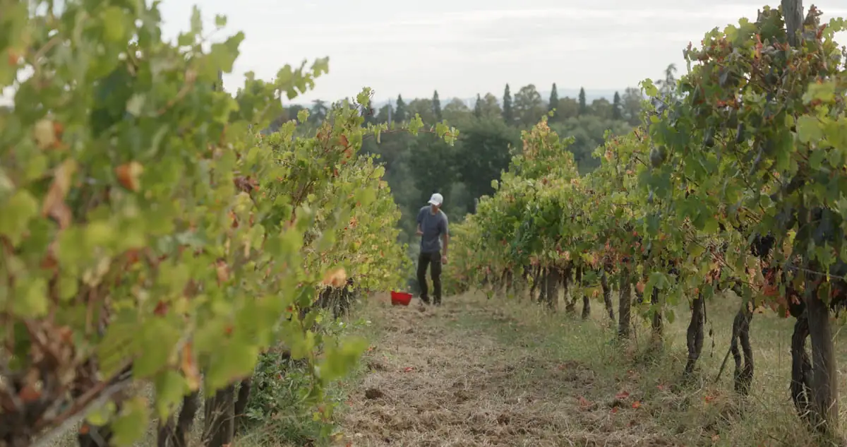 Lambrusco Republic arriva a Carpi: una serata tra cinema, vino e territorio al Corso