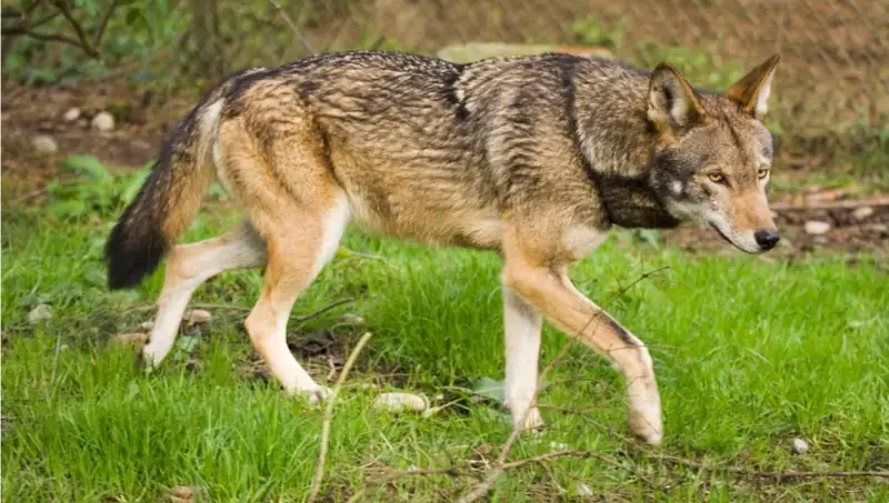 Il lupo scende in pianura: dalla montagna a Carpi