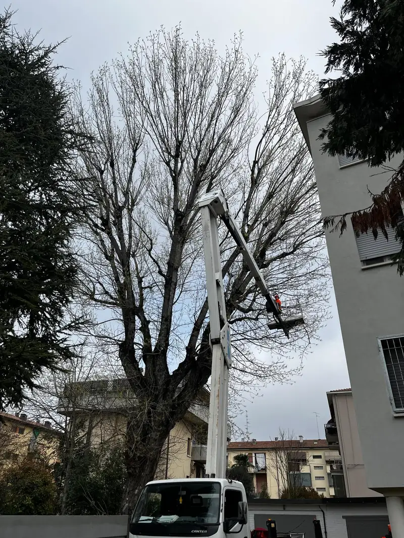 Al via la potatura del pioppo storico di via Dorando Pietri