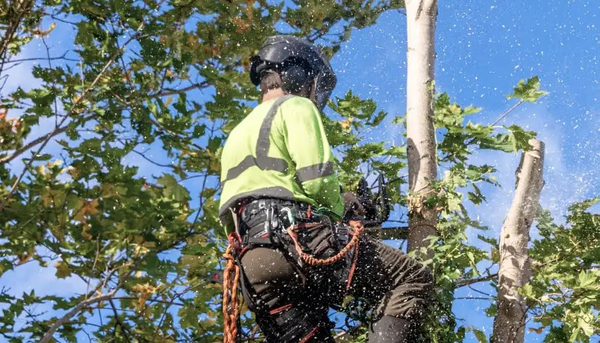Potature, consolidamenti e abbattimenti: 200 mila euro per rimettere in sesto il verde di circoli e centri anziani