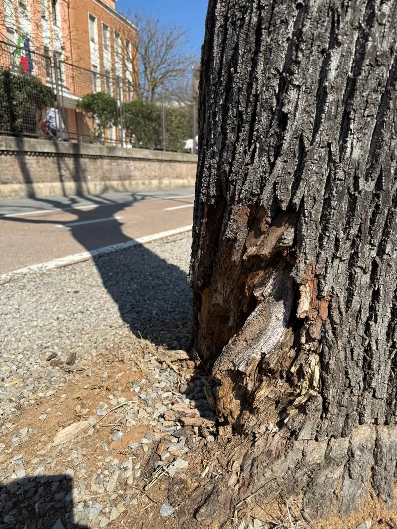 Viale Carducci, via i tigli pericolosi: al via l'intervento di messa in sicurezza